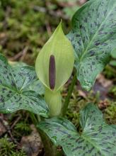 Starch root or lords-and-ladies (Arum maculatum), a woodland aroid with glossy arrow-shaped leaves, a pale green hood-like spathe surrounding a purple-brown spadix, and a later upright spike of tightly clustered scarlet berries.
