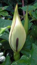 Cuckoo-pint, Arum maculatum, a calcium-oxalate toxic wild arum plant for pets