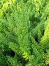 Asparagus fern with arching stems covered in fine needle-like green growth.