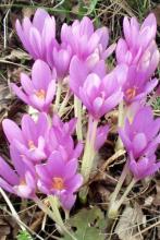 Autumn Crocus or Colchicum autumnale showing large lavender-pink six-parted flowers emerging without leaves in autumn, with separate broad green spring leaves, seed capsules, and a brown underground corm.