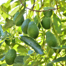 Avocado tree with glossy elliptical leaves and green pear-shaped fruit containing large round seeds