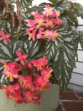 Begonia plant, Begonia spp., toxic to pets due to calcium oxalate crystals