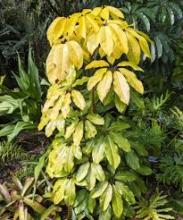 Umbrella tree or octopus tree (Heptapleurum actinophyllum) with multiple upright trunks, large glossy palmately compound leaves whose long leaflets radiate like umbrella spokes, and long red flower spikes spreading from the crown like octopus tentacles.