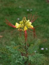 Bird of Paradise, Caesalpinia gilliesii, a toxic ornamental shrub for pets
