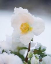 Christmas Rose plant with dark evergreen palmately divided leaves, short flower stalks, and large white winter flowers with five petal-like sepals surrounding golden yellow stamens