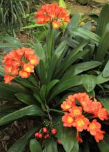 Clivia Lily, Clivia spp., a lycorine-containing Amaryllidaceae plant toxic to pets