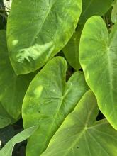 Taro (Colocasia esculenta), a clumping tropical plant with enormous heart- to shield-shaped green leaves held on thick upright petioles, with the leaf stalk attached beneath the blade away from the basal notch.