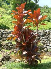 Baby Doll Ti Plant with broad glossy lance-shaped leaves displaying green, burgundy, pink, and red tropical foliage
