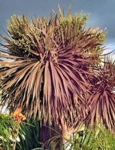 Grass Palm, Cordyline australis, with a rough branching trunk, dense crowns of long narrow sword-shaped leaves, and large sprays of fragrant cream-white flowers