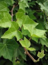Cyprus Ivy, Hedera cypria, a triterpenoid saponin-containing ivy toxic to dogs, cats, and horses