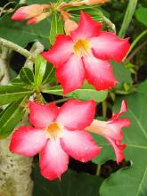 Desert Azalea, Adenium obesum, a highly toxic cardiac glycoside-containing desert rose plant dangerous to dogs, cats, and horses