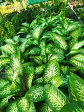 Charming Dieffenbachia houseplant with a thick upright cane and large broad green leaves marked with cream-white central blotches, streaks, and speckles