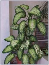 Variable Dieffenbachia or handsome dumb cane (Dieffenbachia seguine, formerly Dieffenbachia picta) with a thick upright cane-like stem and large glossy oval leaves irregularly mottled, spotted, or brushed with cream, pale yellow, white, and multiple shades of green.