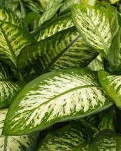 Dieffenbachia, Dumb Cane, a calcium oxalate-containing Araceae houseplant toxic to dogs and cats