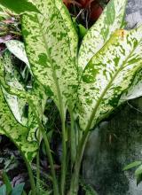 Spotted dumb cane (Dieffenbachia seguine) with a thick upright cane-like stem and large glossy oblong leaves patterned with irregular cream, white, and pale green blotches.