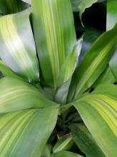 Striped dracaena (Dracaena fragrans ‘Warneckii’) with upright cane-like stems and dense rosettes of long arching gray-green leaves marked with lengthwise white, cream, and pale green stripes.