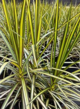 Red-margined dracaena with slender woody canes topped by rosettes of long narrow green leaves edged in dark red.