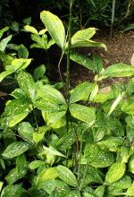 Florida Beauty Dracaena, Dracaena surculosa ‘Florida Beauty’, with thin branching stems and glossy green leaves densely spotted with creamy yellow