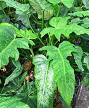 Fiddle Leaf Philodendron, Philodendron bipennifolium, a climbing aroid with glossy horsehead-shaped leaves and insoluble calcium oxalate crystals toxic to pets
