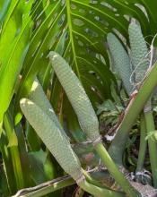 Fruit Salad Plant, Monstera deliciosa, with large glossy fenestrated leaves, aerial roots, a cream-colored spathe, and an elongated green developing fruit