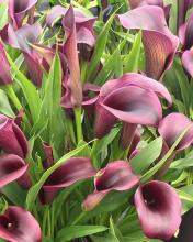 Garden Calla, Zantedeschia aethiopica, growing in a dense outdoor clump with broad arrow-shaped leaves and white spathes surrounding yellow spadices
