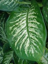 Giant Dumb Cane, Dieffenbachia seguine formerly Dieffenbachia amoena, with a thick green cane-like stem and large oval leaves marbled with cream, white, yellow, and dark green