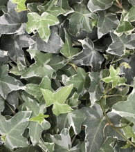 Glacier Ivy, Hedera helix ‘Glacier’, with trailing woody vines and small triangular gray-green leaves edged in creamy white