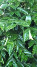 Gold Dust Dracaena, Dracaena surculosa ‘Florida Beauty’, with slender upright stems and glossy dark green oval leaves densely spotted with creamy yellow and white