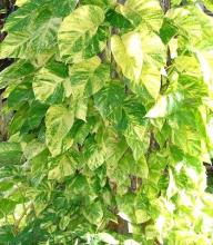 Golden Pothos, Epipremnum aureum, with trailing green vines, brown aerial roots, and glossy heart-shaped leaves irregularly splashed and marbled with golden yellow