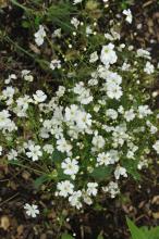 Annual Baby’s Breath with airy branching stems, narrow green leaves, and numerous small five-petaled white flowers