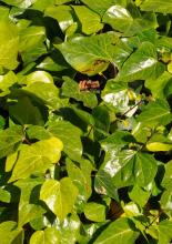 Algerian Ivy (Hedera algeriensis), a vigorous evergreen vine with reddish stems, large glossy dark green juvenile leaves divided into three to five broad lobes, aerial rootlets along climbing stems.