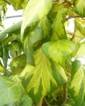 Persian Ivy (Hedera colchica), a vigorous evergreen woody climber with very large thick leathery heart-shaped dark green leaves, clinging aerial rootlets, rounded greenish flower umbels, and clusters of black berries