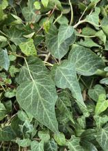 Himalayan Ivy, Hedera nepalensis, climbing a tree with aerial rootlets and gray-green triangular leaves marked by pale veins, basal lobes, and shallow upper teeth