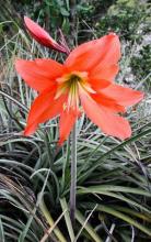 Barbados Lily, Hippeastrum puniceum, a toxic amaryllis-type bulb plant for pets