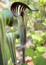 Jack-in-the-pulpit (Arisaema triphyllum) growing in moist woodland with two large three-parted leaves and a green-and-maroon striped hooded spathe surrounding the upright central spadix.