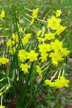 Jonquil (Narcissus jonquilla) with narrow dark-green rush-like leaves and a leafless stem carrying a cluster of small fragrant golden-yellow flowers, each with six spreading tepals and a short cup-shaped corona.