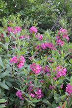 Low evergreen Lambkill shrub with narrow leathery leaves and dense clusters of small deep-pink, cup-shaped flowers growing beneath the leafy branch tips.
