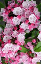 Mature Mountain Laurel shrub with glossy evergreen oval leaves and rounded clusters of pale pink, five-sided cup-shaped flowers marked with darker pink dots.