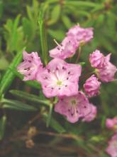 Pale Laurel or Bog Laurel (Kalmia polifolia), a low evergreen bog shrub with opposite narrow leathery blue-green leaves and terminal clusters of bright pink cup-shaped flowers