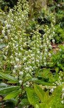 Sierra laurel evergreen shrub with stiff upright branches, glossy oval serrated leaves, and erect clusters of small white urn-shaped flowers