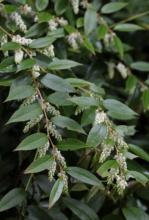 Dog Hobble, Leucothoe species, a grayanotoxin-containing Ericaceae shrub toxic to dogs, cats, horses, and livestock