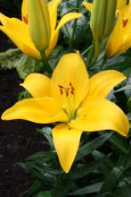Asiatic hybrid lily with upright six-tepaled flowers and narrow leaves arranged along an erect green stem
