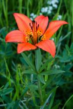 Wood lily (Lilium philadelphicum) with a single upright stem, narrow lance-shaped leaves arranged in whorls, and one to several erect red-orange six-tepaled flowers marked with dark purple or brown spots near the center.