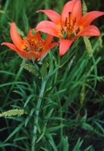 Red lily, Lilium philadelphicum, with an upright orange-red flower, six dark-spotted tepals, prominent stamens, and narrow leaves arranged along an erect stem.