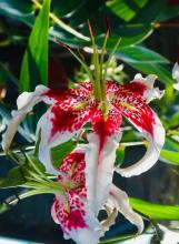 Japanese show lily (Lilium speciosum) with a tall leafy stem and large fragrant downward-facing flowers, each with strongly recurved white to pink tepals covered in dark crimson spots and long projecting stamens bearing pollen.