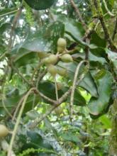 Australian Nut tree (Macadamia integrifolia) with glossy leathery leaves arranged mainly in whorls of three, hanging cream flower clusters, and round green husks containing smooth, extremely hard brown shells and pale edible kernels.