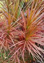 Madagascar Dragon Tree with slender gray cane-like stems topped by tufts of long narrow arching green leaves edged in dark red, with some cultivars displaying cream, yellow, pink, or burgundy striping.