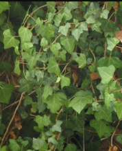 Madeiran Ivy or Hedera maderensis climbing a tree with aerial rootlets, broad glossy green juvenile leaves with shallow lobes and pale veins, unlobed adult flowering leaves, rounded flower umbels, and clusters of dark ripe berries.