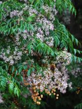 Chinaberry Tree, Melia azedarach, a meliatoxin-containing tree dangerous to pets and livestock