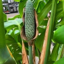 Mexican BreadFruit